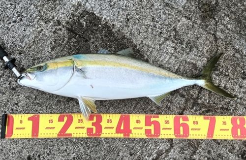 ハマチの釣果