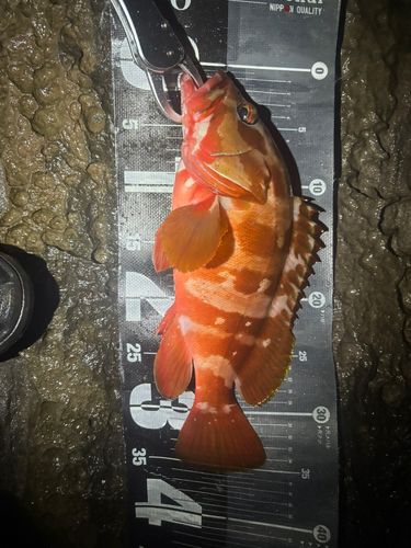 相模湾