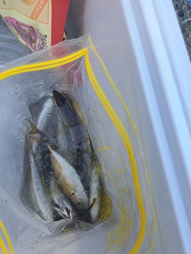 浜名湖