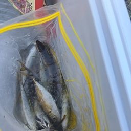 アジ