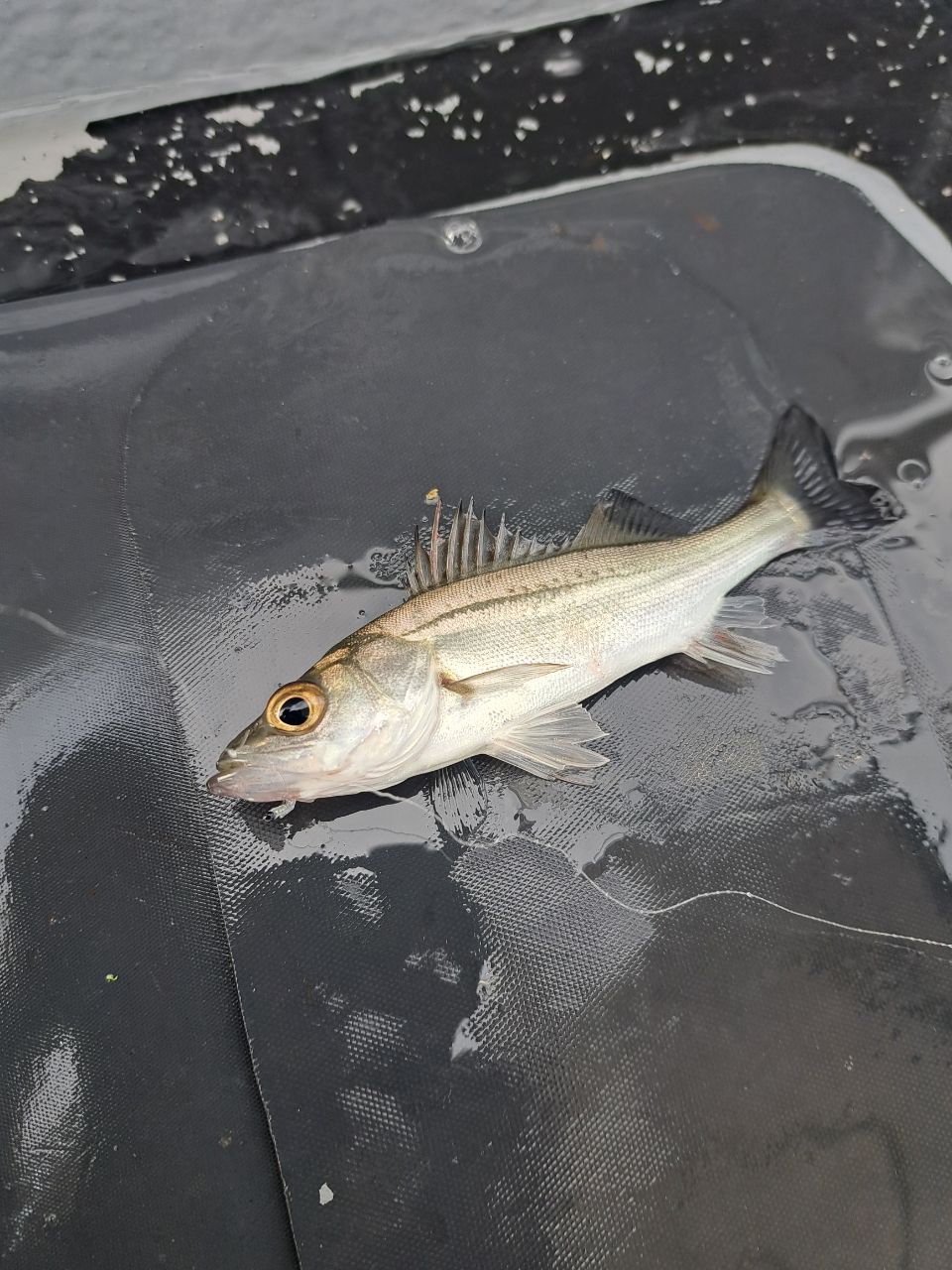 スプリングサンさんの釣果 3枚目の画像