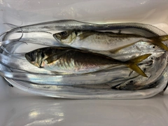 タチウオの釣果