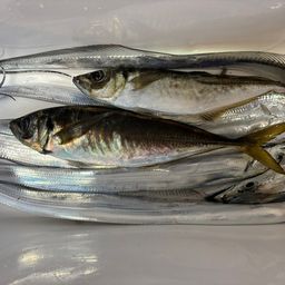 タチウオ