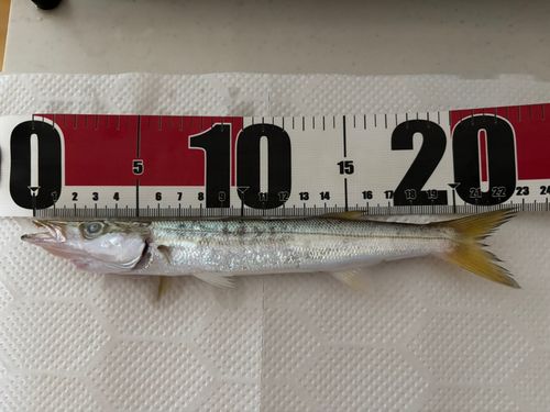 カマスの釣果