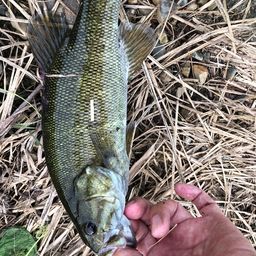 スモールマウスバス