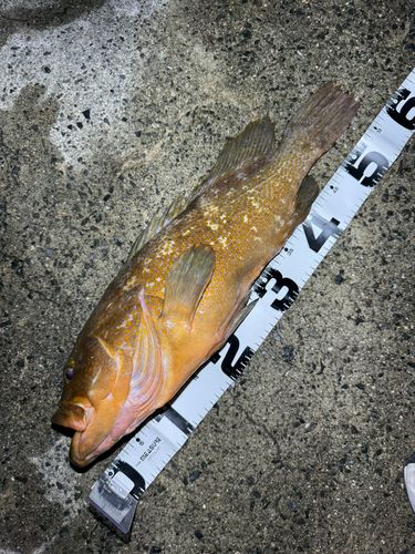 アコウの釣果