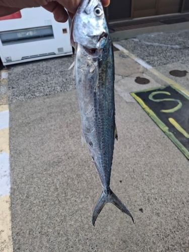 サゴシの釣果