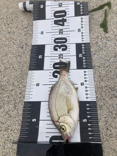 ウミタナゴの釣果