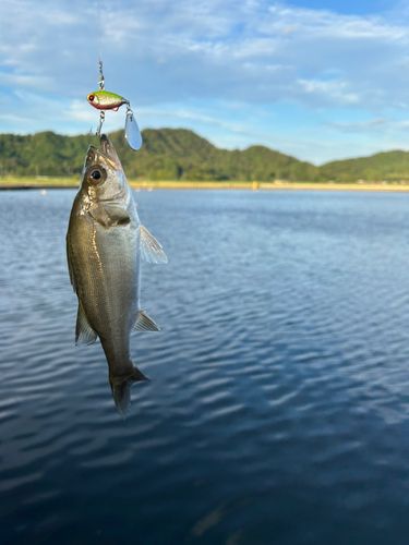 久々子湖