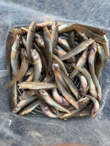 ハゼの釣果