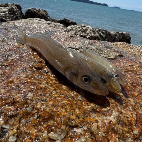 キスの釣果