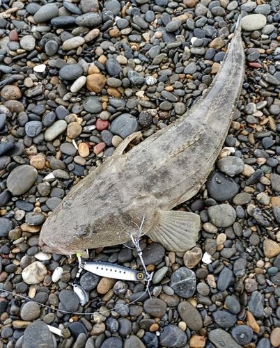 マゴチの釣果