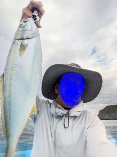 ハマチの釣果