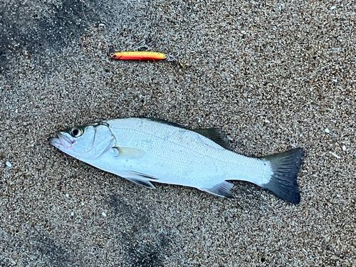 セイゴ（ヒラスズキ）の釣果