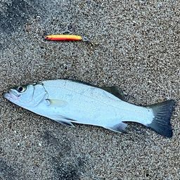 フッコ（ヒラスズキ）