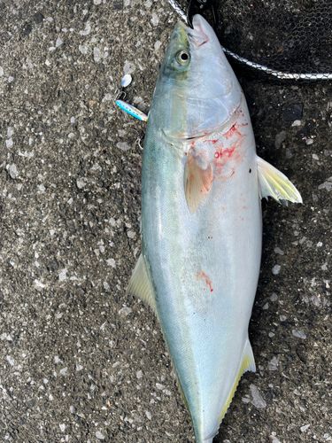 ヤズの釣果