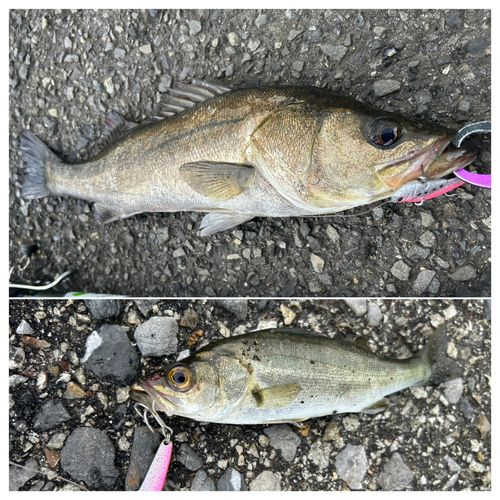 シーバスの釣果