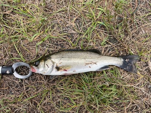 セイゴ（マルスズキ）の釣果