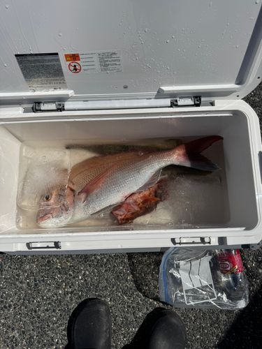 マダイの釣果