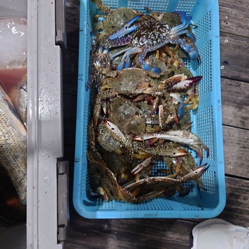 タイワンガザミの釣果