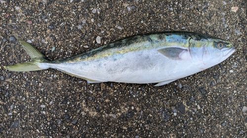 セントレア常滑港前島