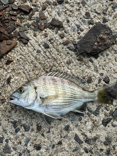 メイタの釣果