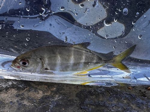 ギンガメアジの釣果
