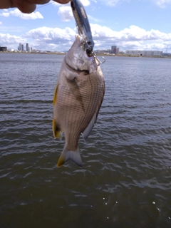 キビレの釣果