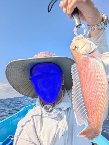 シロアマダイの釣果
