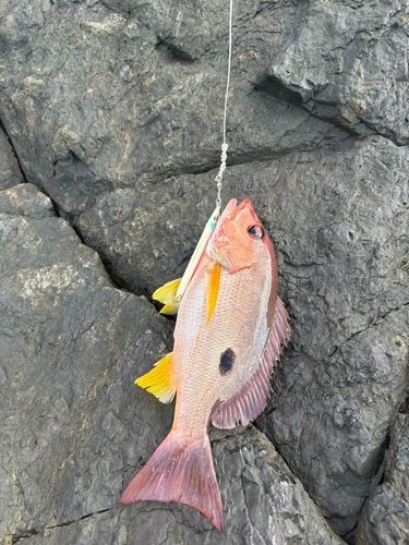 クロホシフエダイの釣果