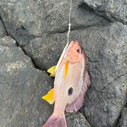 クロホシフエダイ