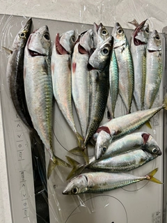 サバの釣果