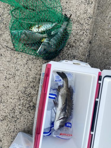 チヌの釣果