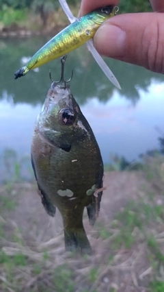 ブルーギルの釣果