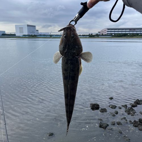マゴチの釣果