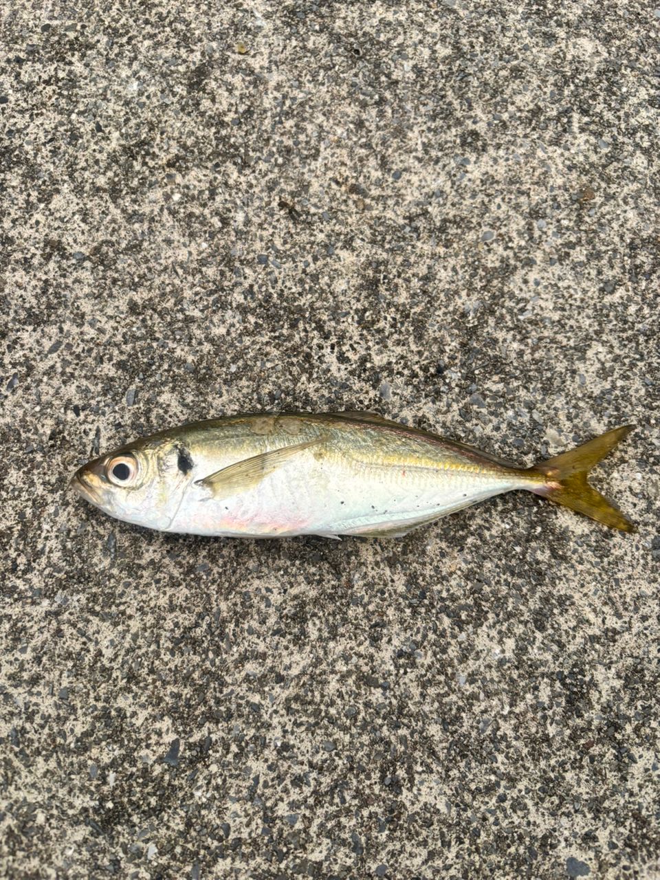 がまかつ　ラグゼ　宵姫 爽 s53fl-solid 　中古品 Gamakatsu ラグゼ 宵姫 爽 S53FL-solidの最安値・インプレ・釣果