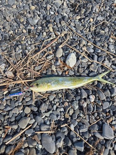 シイラの釣果