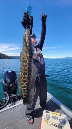 ライギョの釣果