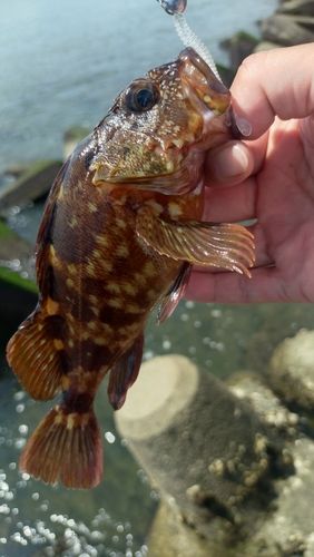 カサゴの釣果