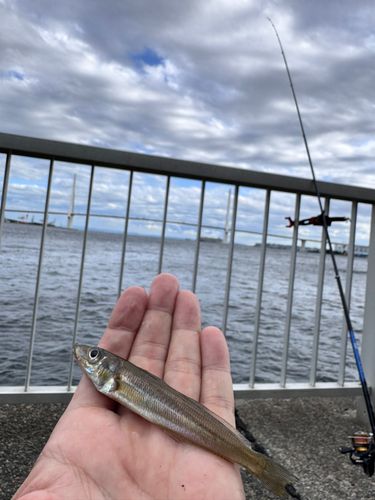 シロギスの釣果