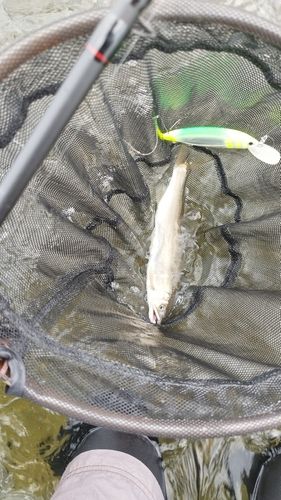 アユの釣果
