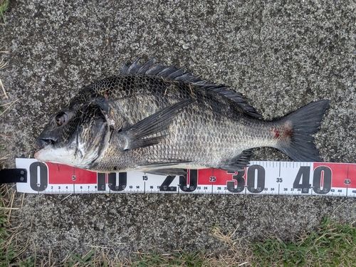 チヌの釣果