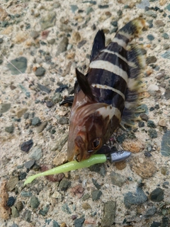 アオハタの釣果
