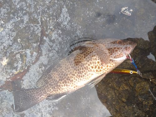 オオモンハタの釣果
