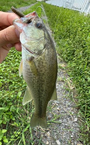 ブラックバスの釣果