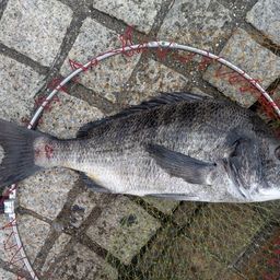 かずです さんの 2025年09月20日のチヌの釣り・釣果情報(東京都
