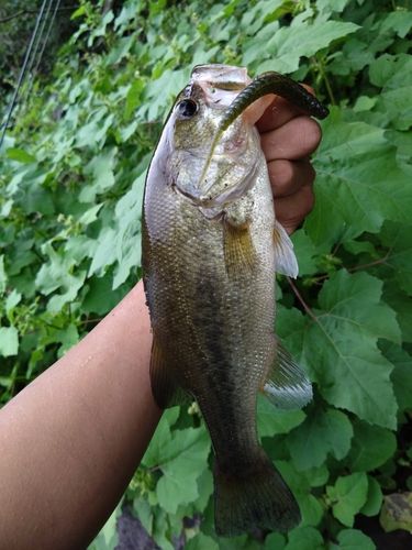 ラージマウスバスの釣果