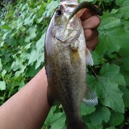 ラージマウスバス