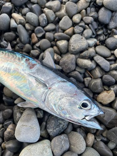 ヒラソウダの釣果