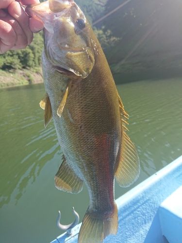 梅田湖